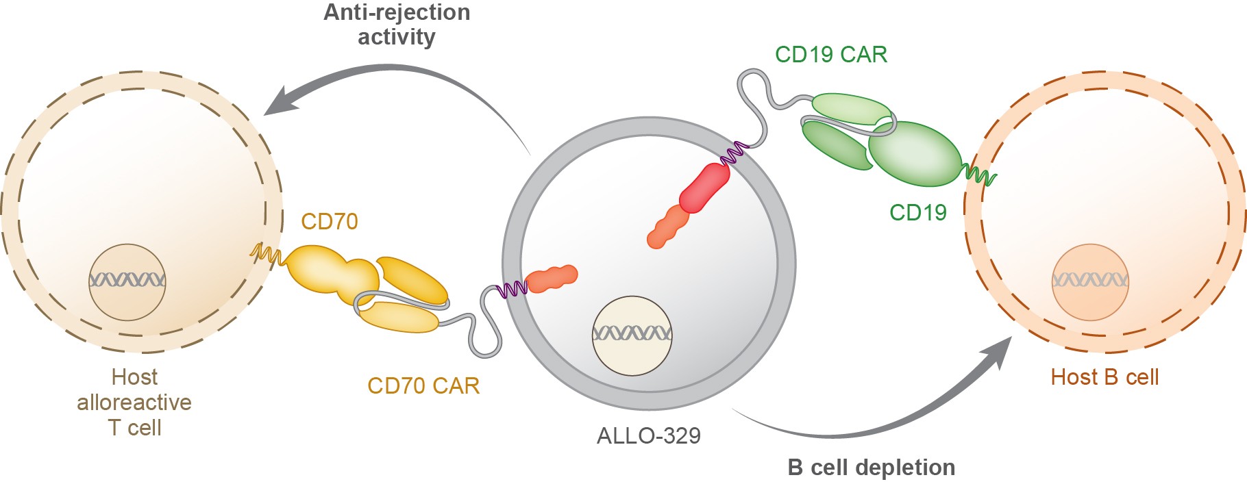 ALLO_329 Dagger_Oct2025